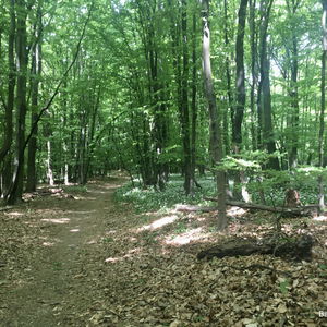 Durch den Naturpark Eichenhain nach Klosterneuburg