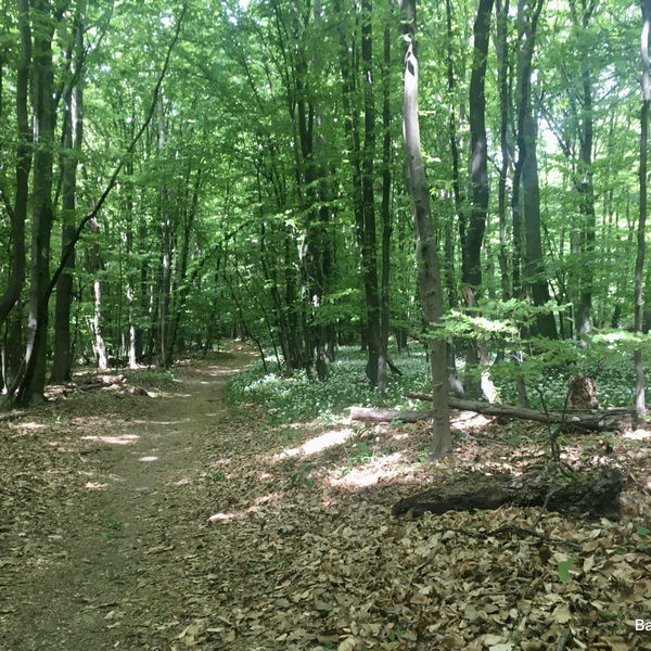 Durch den Naturpark Eichenhain nach Klosterneuburg