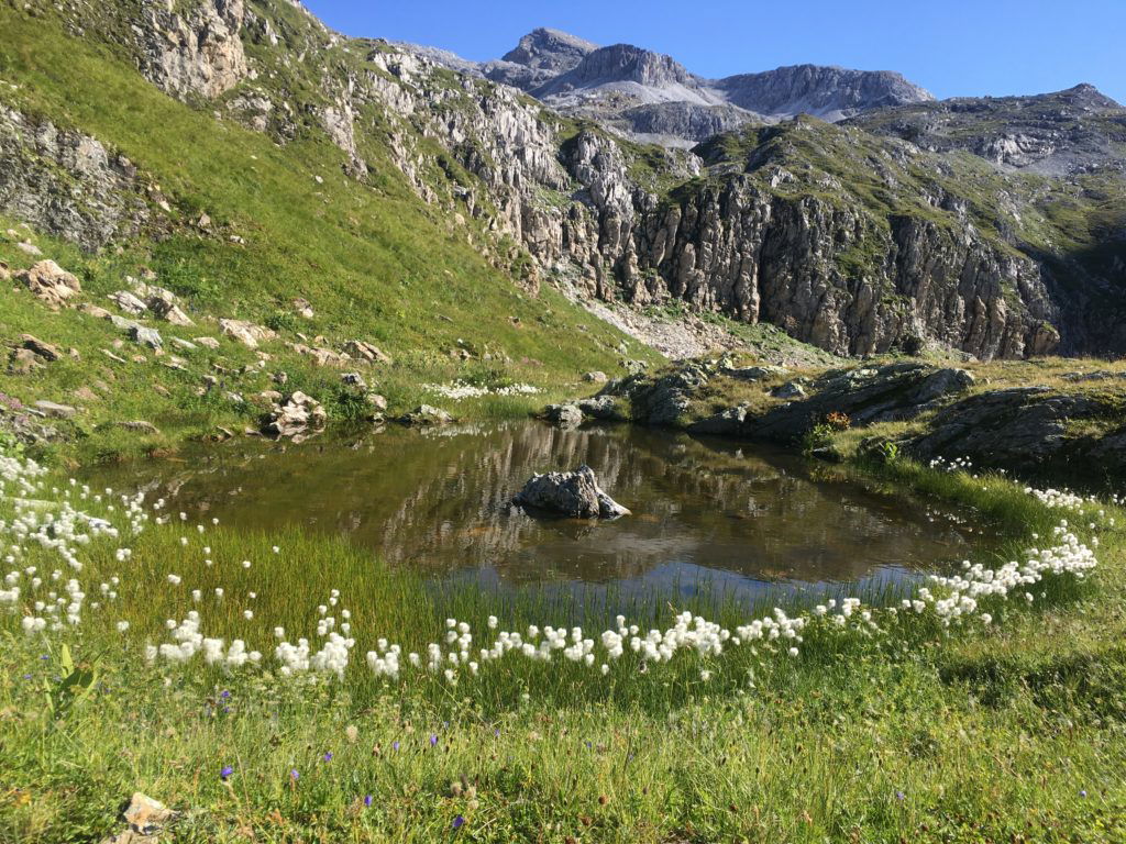 Lacke mit Wollgras beim Faulkogel, schön! Foto Veronika Schöll