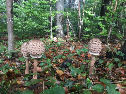 Parasole und Schopftintlinge gehören nicht in unser Beuteschema :-) Fotos Veronika Schöll