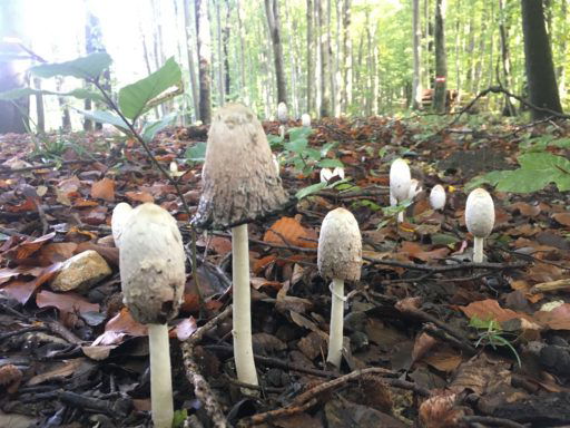 Parasole und Schopftintlinge gehören nicht in unser Beuteschema :-) Fotos Veronika Schöll