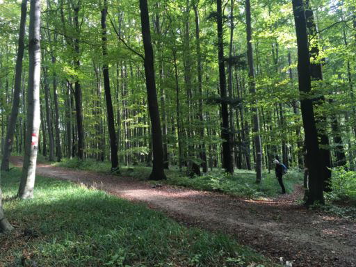 Auf die roten Markierungen an den Bäumen achten! Fotos Veronika Schöll