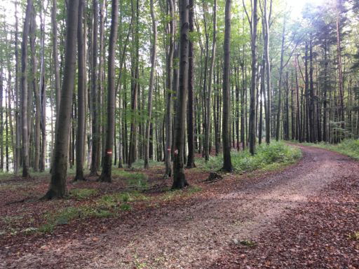 Auf die roten Markierungen an den Bäumen achten! Fotos Veronika Schöll