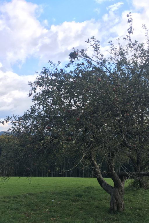 Stärkung und Apfelbaumwiese. Mirli. Fotos Veronika Schöll