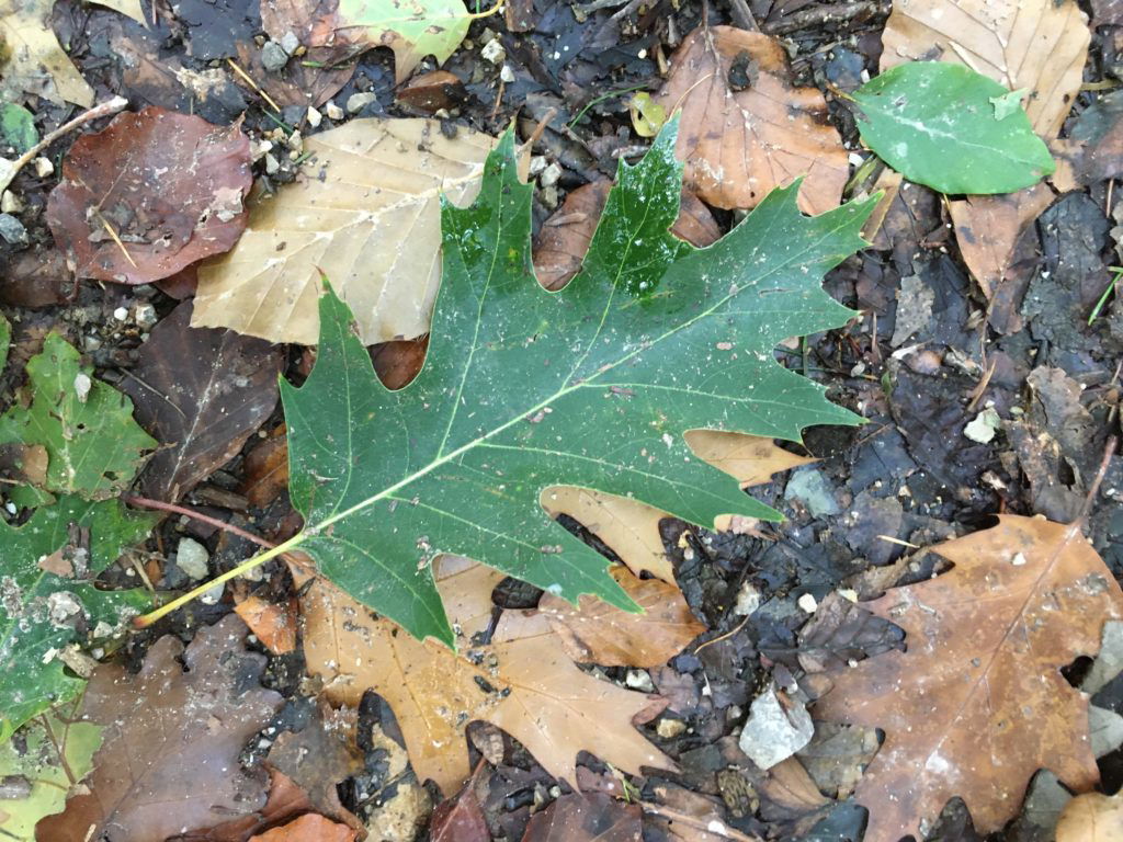 Geheimnisvolle Blätter. Foto Veronika Schöll