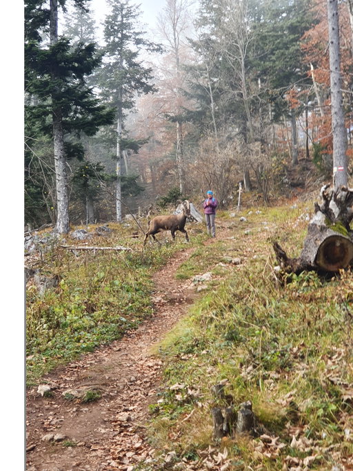 Capra ibex oder stirnwaffentragende Ziegen (Wikipedia). Fotos: Krisztina Grünzeis