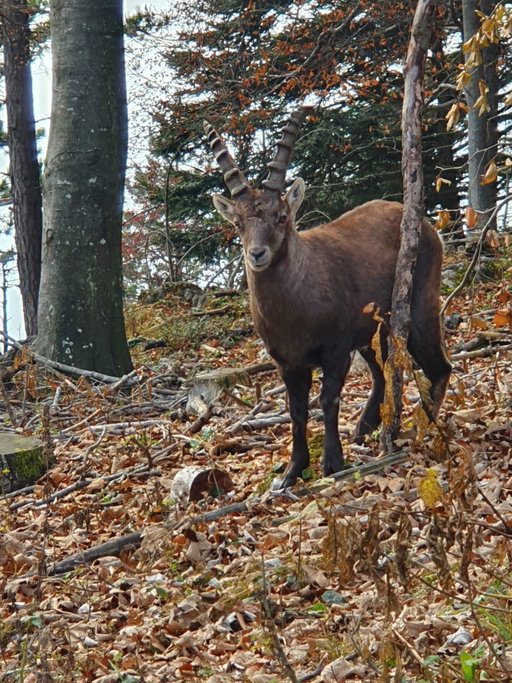 Capra ibex oder stirnwaffentragende Ziegen (Wikipedia). Fotos: Krisztina Grünzeis