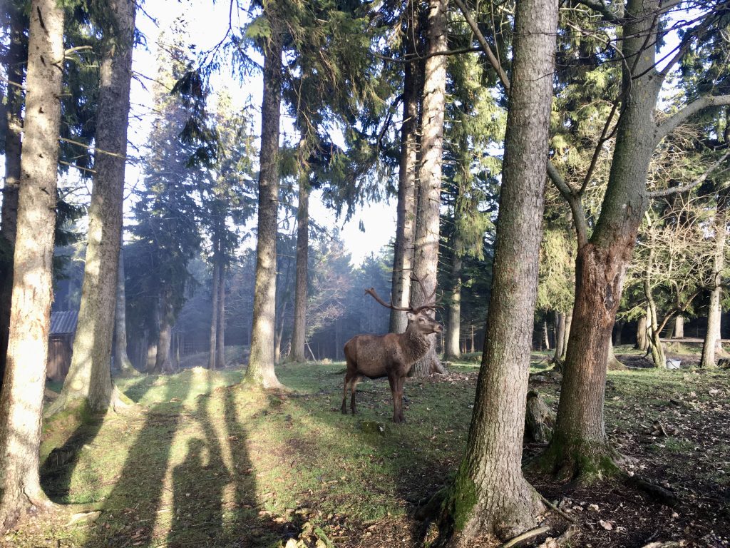 Hohe Wand´s Next Top Modell. Foto: Veronika Schöll