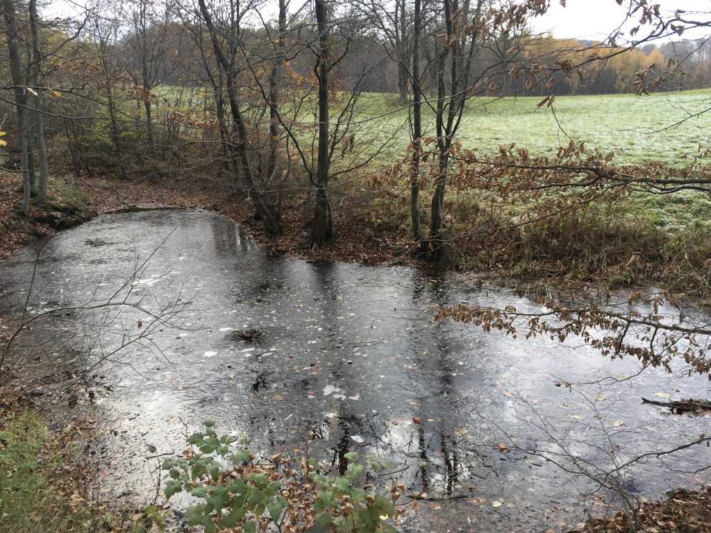 Der Tümpel bei der Toiflhütte Foto Veronika Schöll