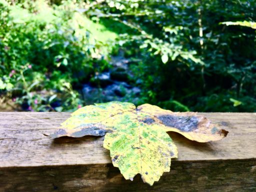 Blatt. Foto: Stefan Hochhold