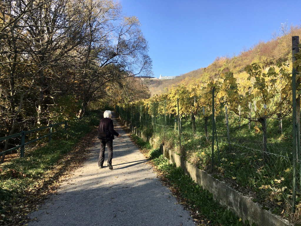 Blick zum Kahlenberg. Foto: Veronika Schöll