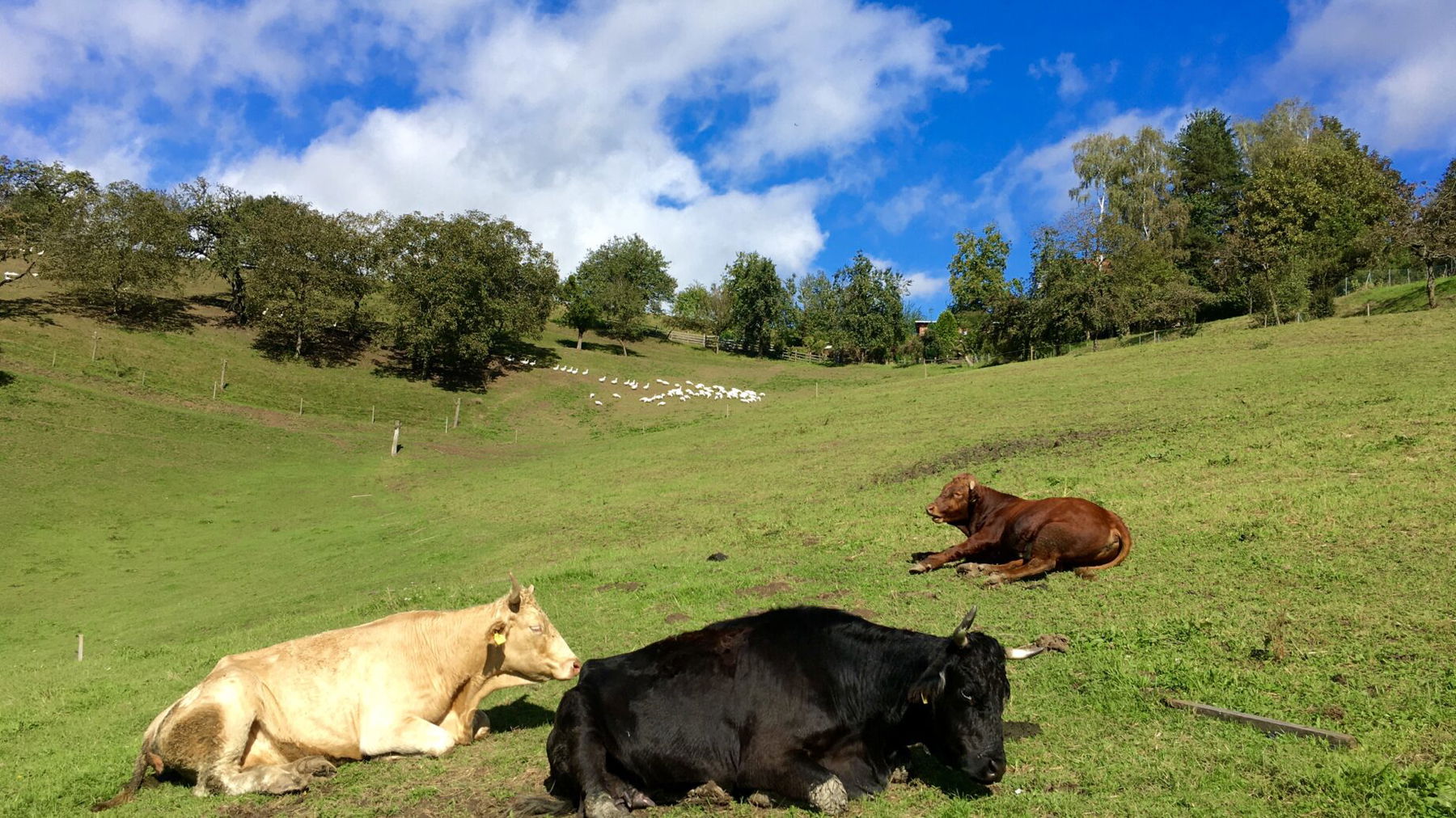 Tiere in Vorbereitung auf Martini und Weihnachten. Foto: Stefan Hochhold