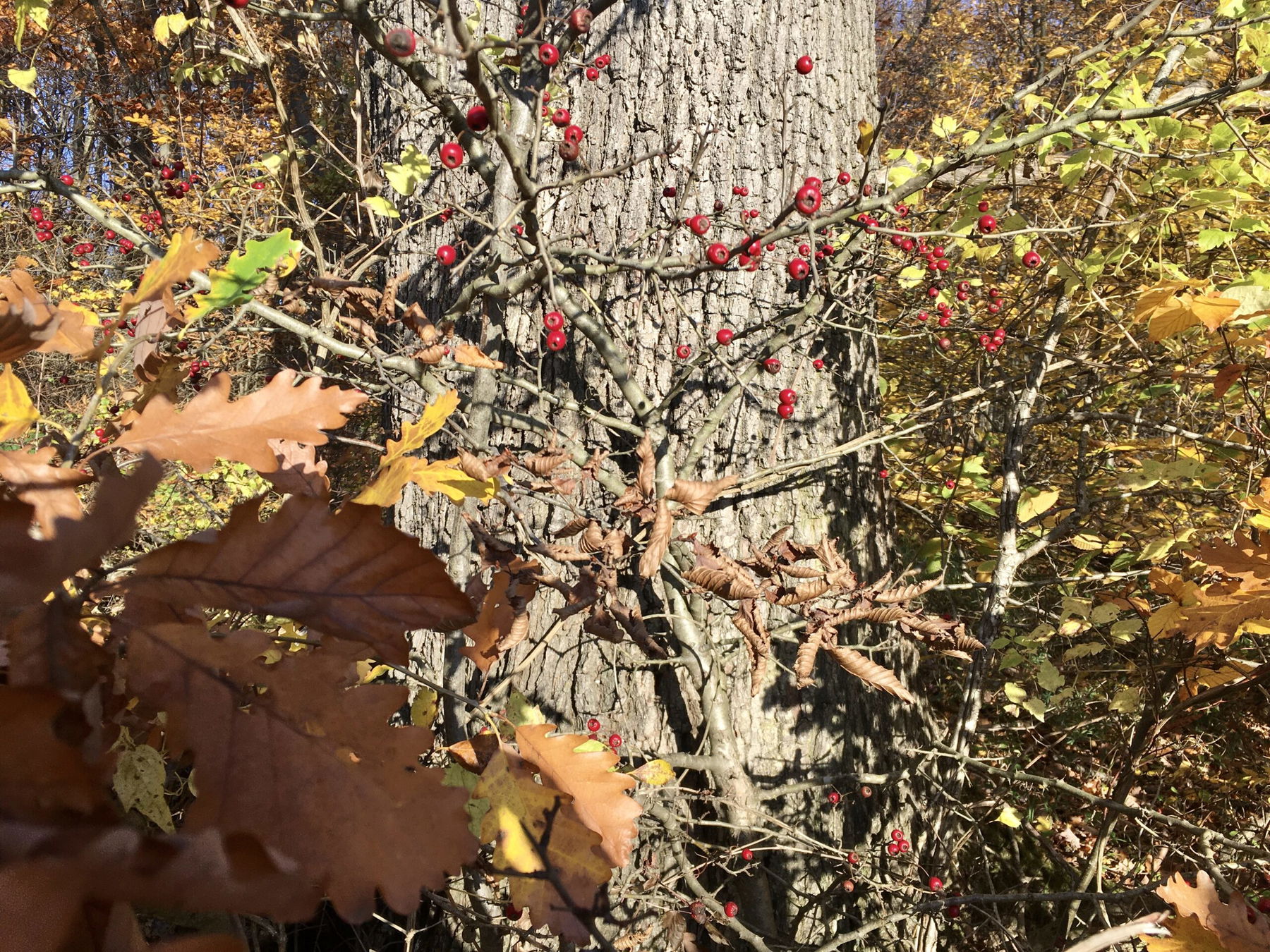 Stadtwanderweg 1 Nußdorf