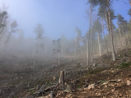 Nebel am Grafenbergweg
