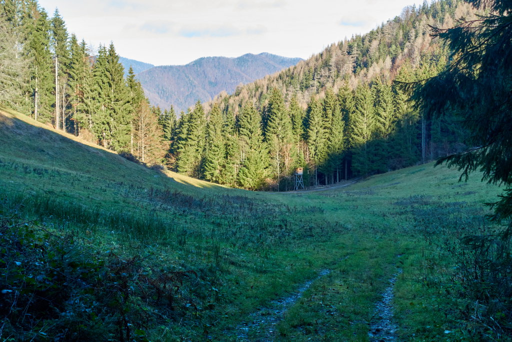 Unten beim Hochstand biegen wir auf die Wiese ab, Foto Martin Heppner