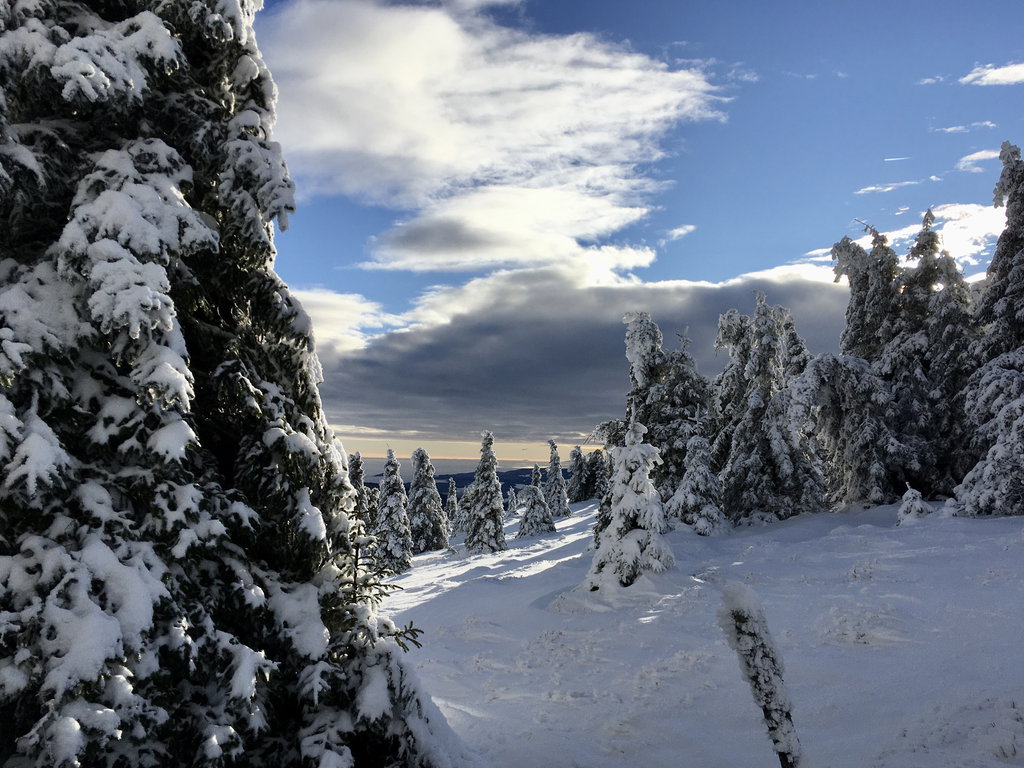 Wintermärchenwald am Niederwechsel, Foto Veronika Schöll