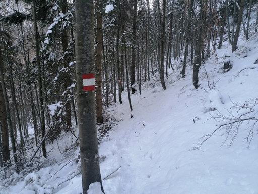 Abstieg über den Weg Nummer 32 nach Hohenberg. Foto: Peter Ofner