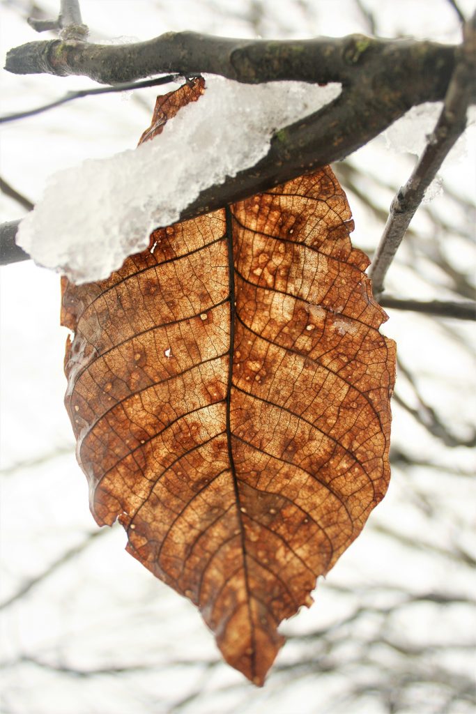 Natur genießen 2. Foto: Birgit Frank