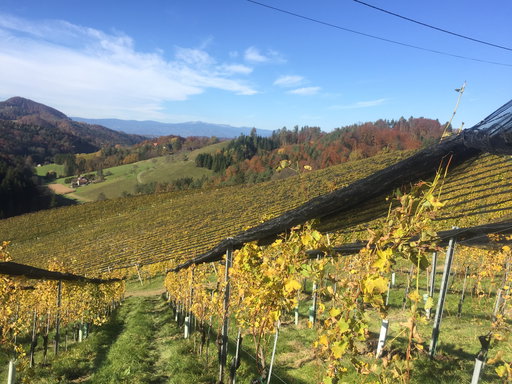 Weinberge 1. Foto: Petra Jens