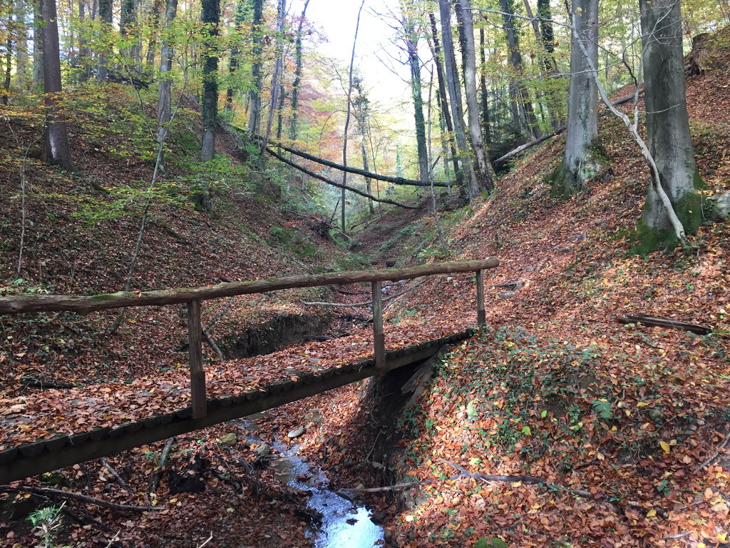 Buchenwald. Foto: Petra Jens