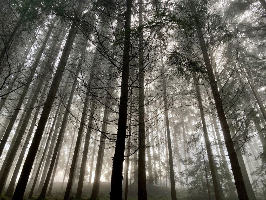 Baumstämme. Foto: Stefan Hochhold