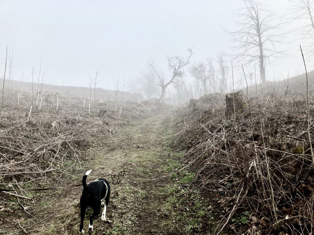 Wald ist weg. Weg ist da. Foto: Stefan Hochhold
