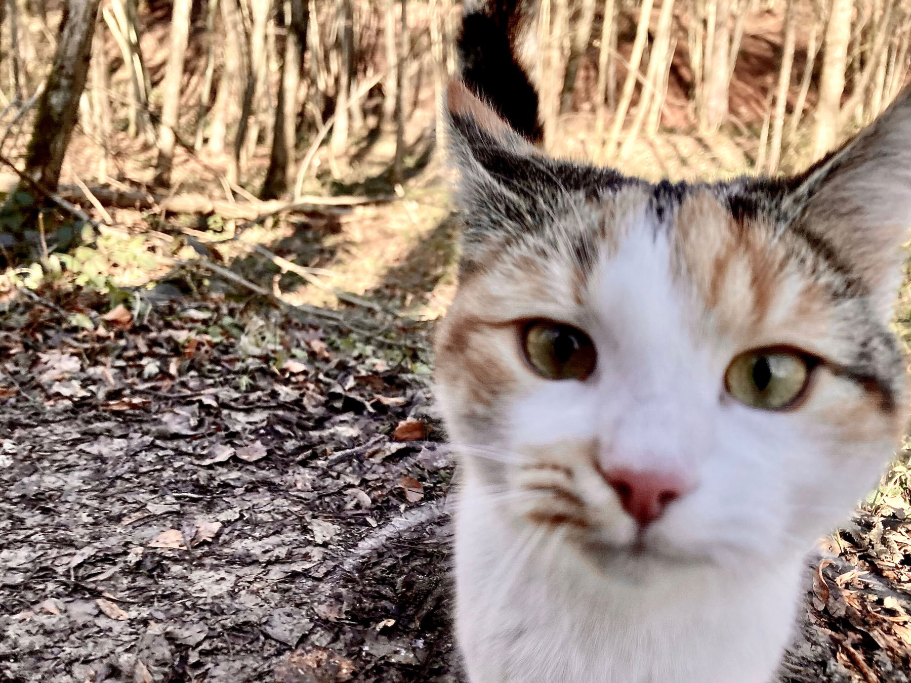 Urfahraner 3-Bachl-Tour