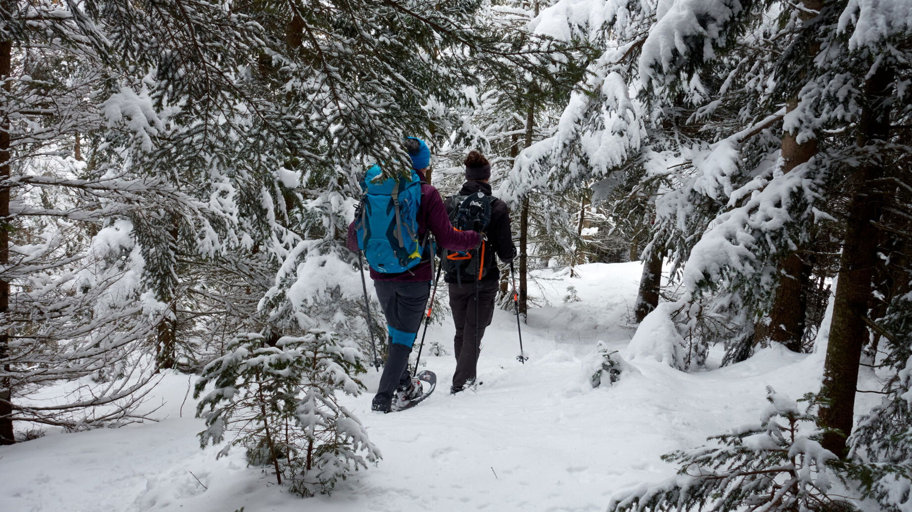 Im Winterwald zur Großen Scheibe. Foto: Martin Heppner