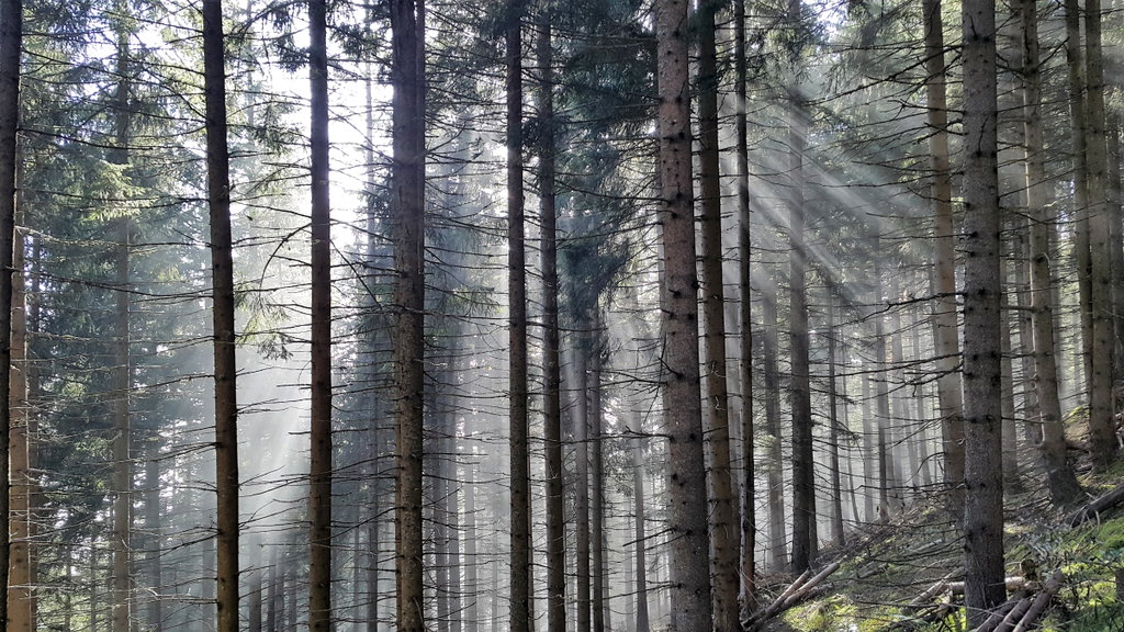 Wald Meßnerin