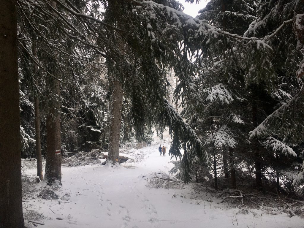 Spazieren mit Pferd. Foto Veronika Schöll 