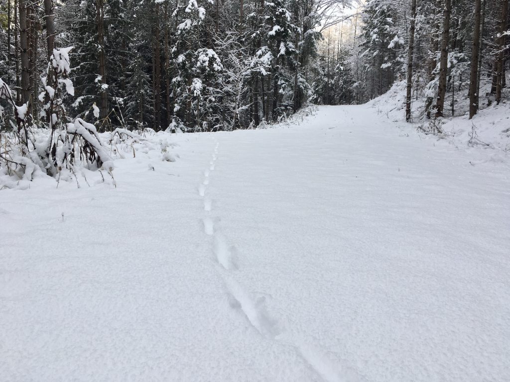 Nur einer war vor mir da,...Foto Veronika Schöll