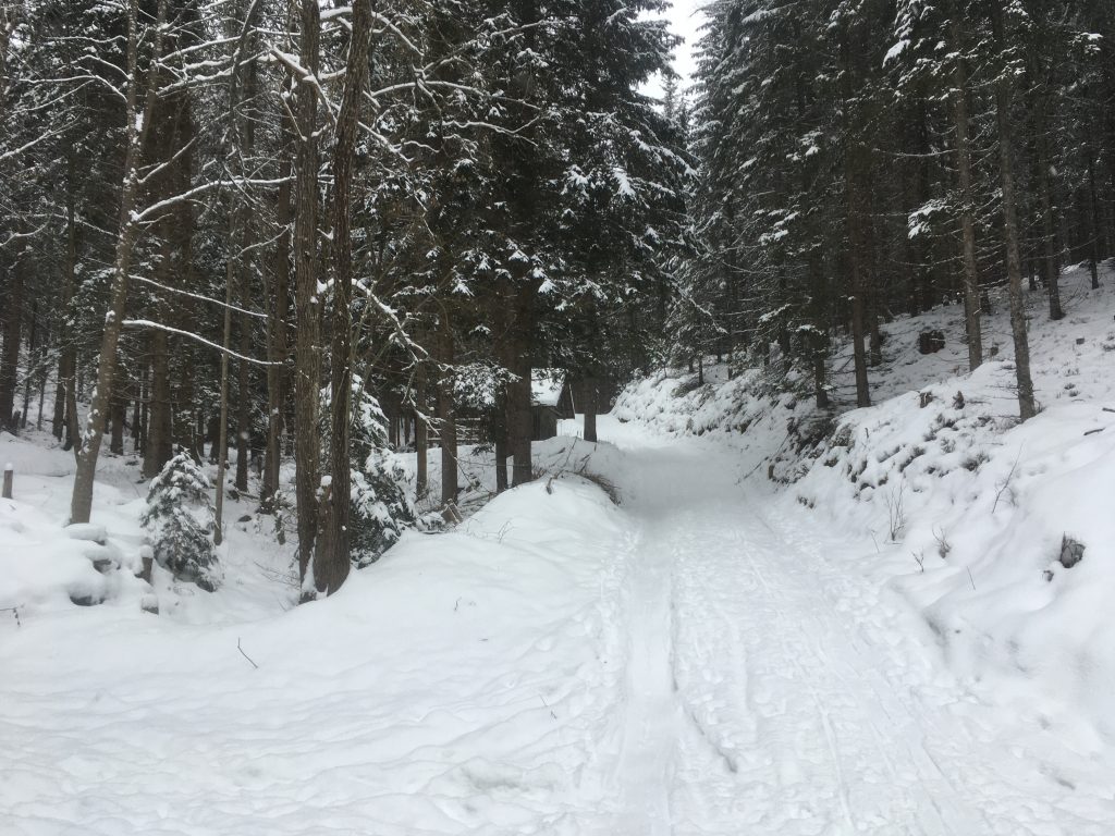 Forststraße zur Lammeralm. Foto Martin Heppner 
