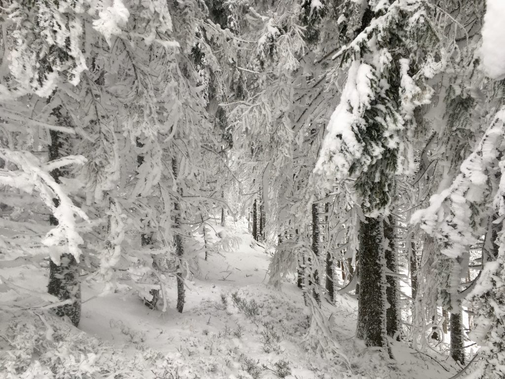 Wintermärchenwald zwischen Rosskogel und Kaarl. Foto Veronika Schöll