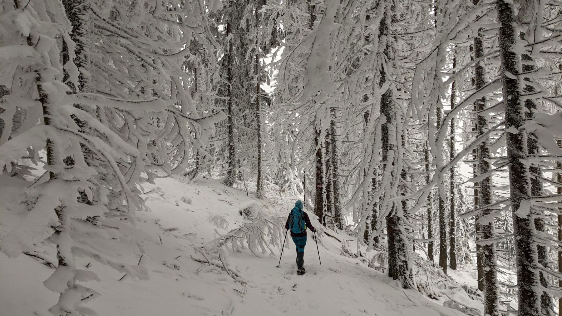Rosskogel Winterwald