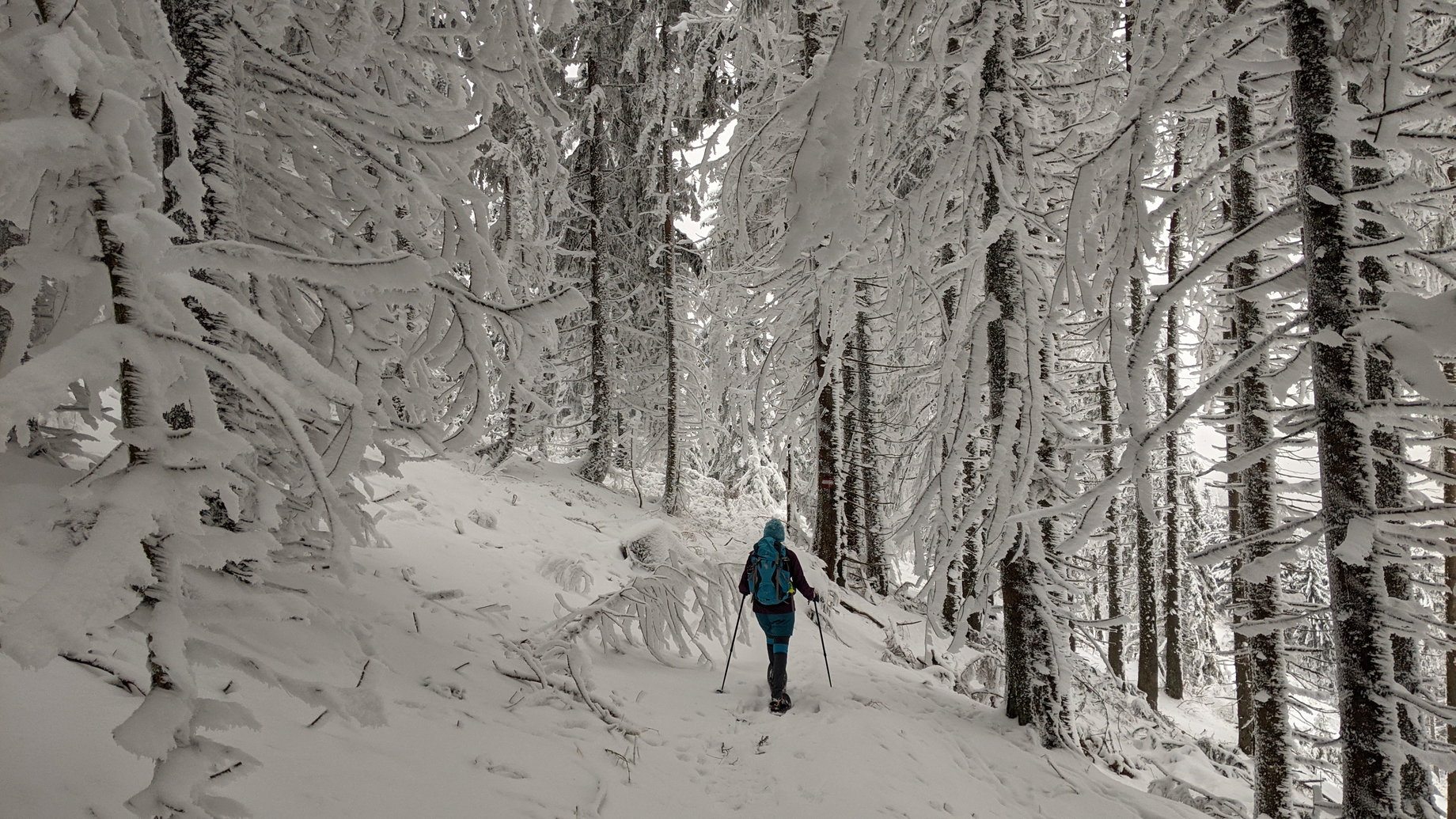 Rosskogel Winterwald