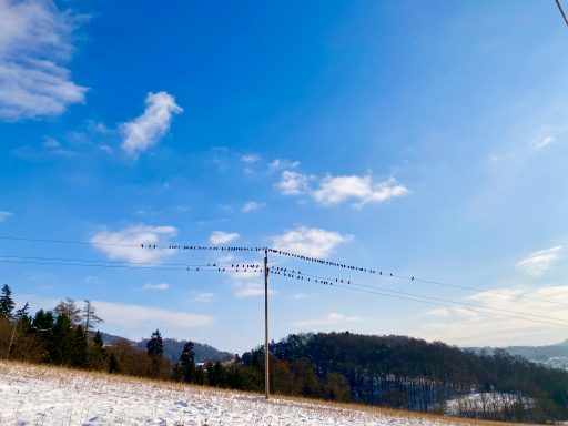 Alle Vöglein sind schon da. Foto: Stefan Hochhold