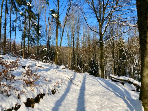 Waldweg. Foto: Stefan Hochhold