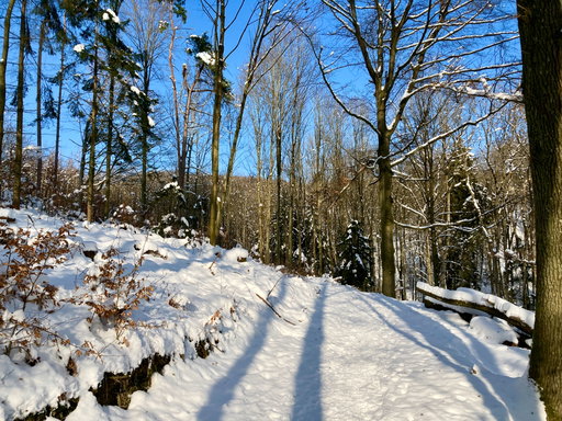 Waldweg. Foto: Stefan Hochhold
