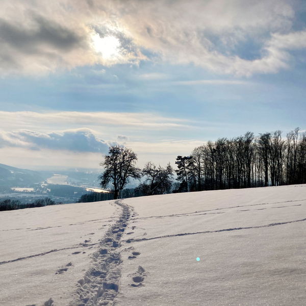 Mit Schneeschuhen zum höchsten Punkt von Linz