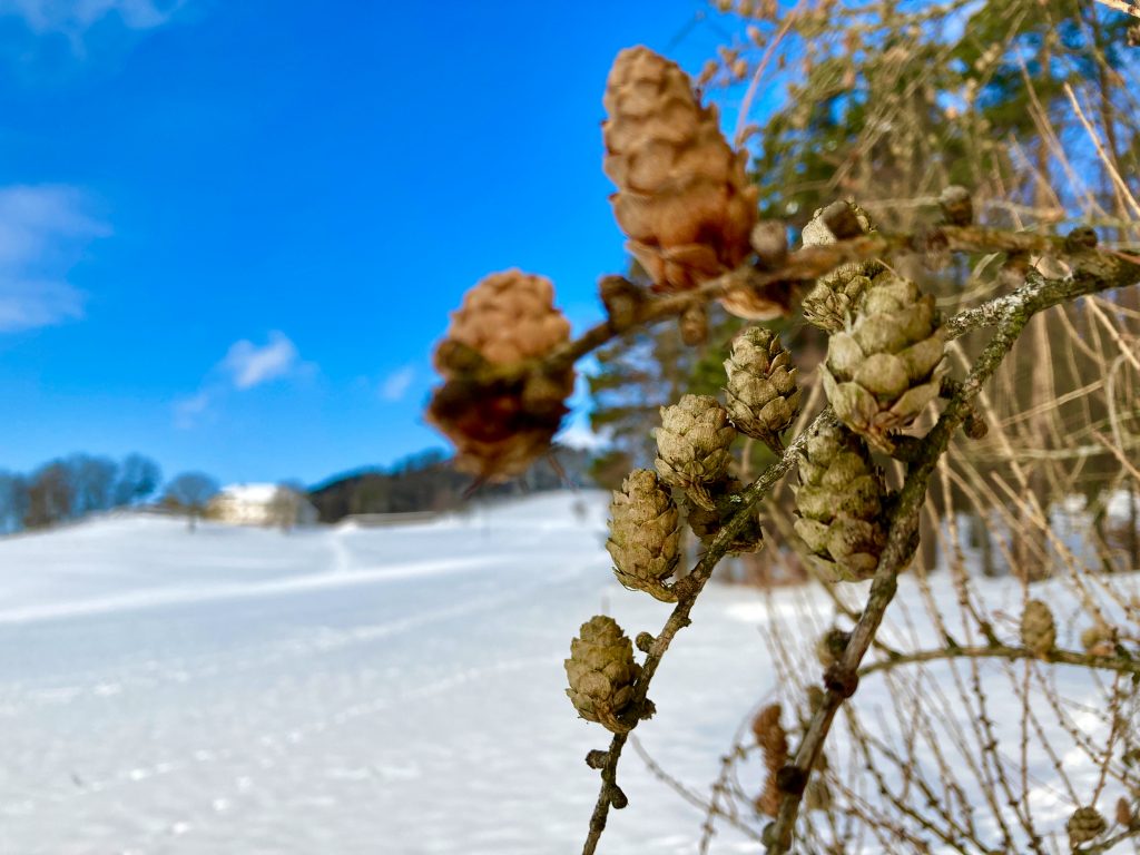„Es hot an Zapfen“. Foto: Stefan Hochhold