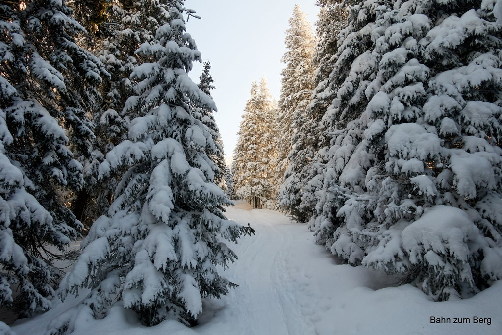 Winterwald. Foto: Martin Heppner