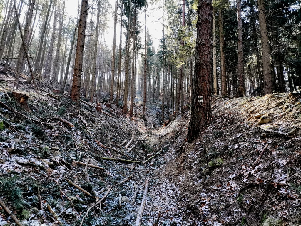 Hohlweg, gefällt & gefüllt, Foto Veronika Schöll