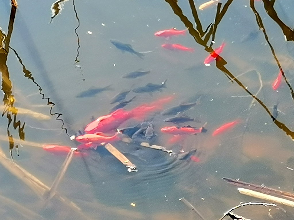 Am und im Rührsdorfer See, Fotos Krisztina Grünzeis