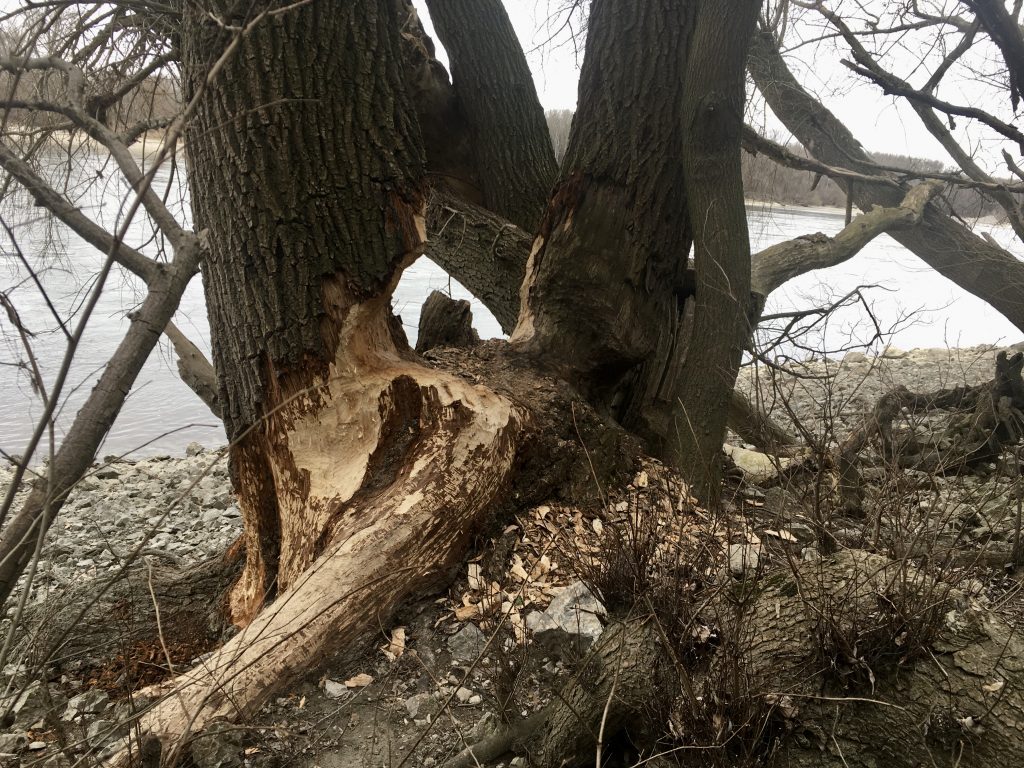 Im Reich der Biber. Foto Veronika Schöll