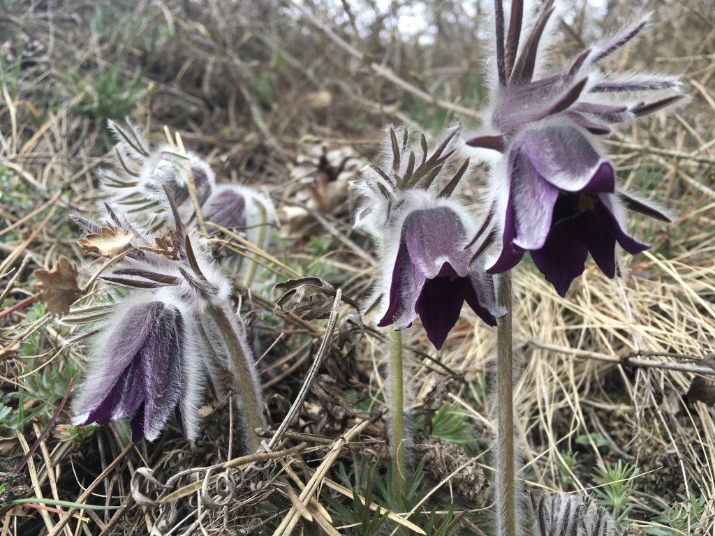 Frühlingsboten Kuhschellen. Foto Veronika Schöll