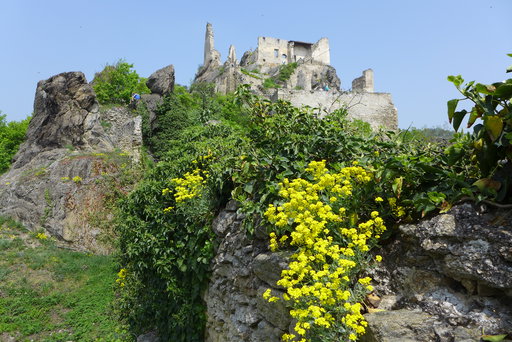 Burgruine Dürnstein. Foto: Alpenverein Edelweiss