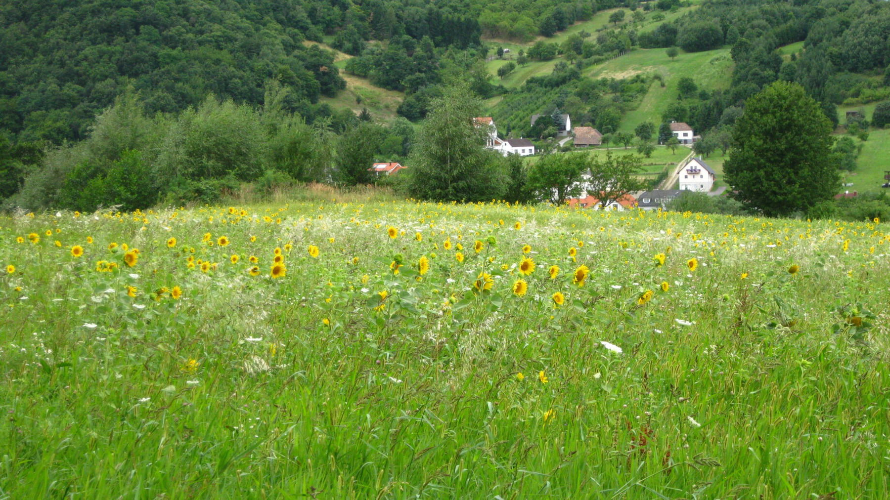 Naturatrail Etappe 1. Foto: Naturfreunde Österreich