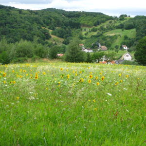 1 Natura Trail „Vom Rosaliengebirge zum Neusiedler See“ Etappe 1