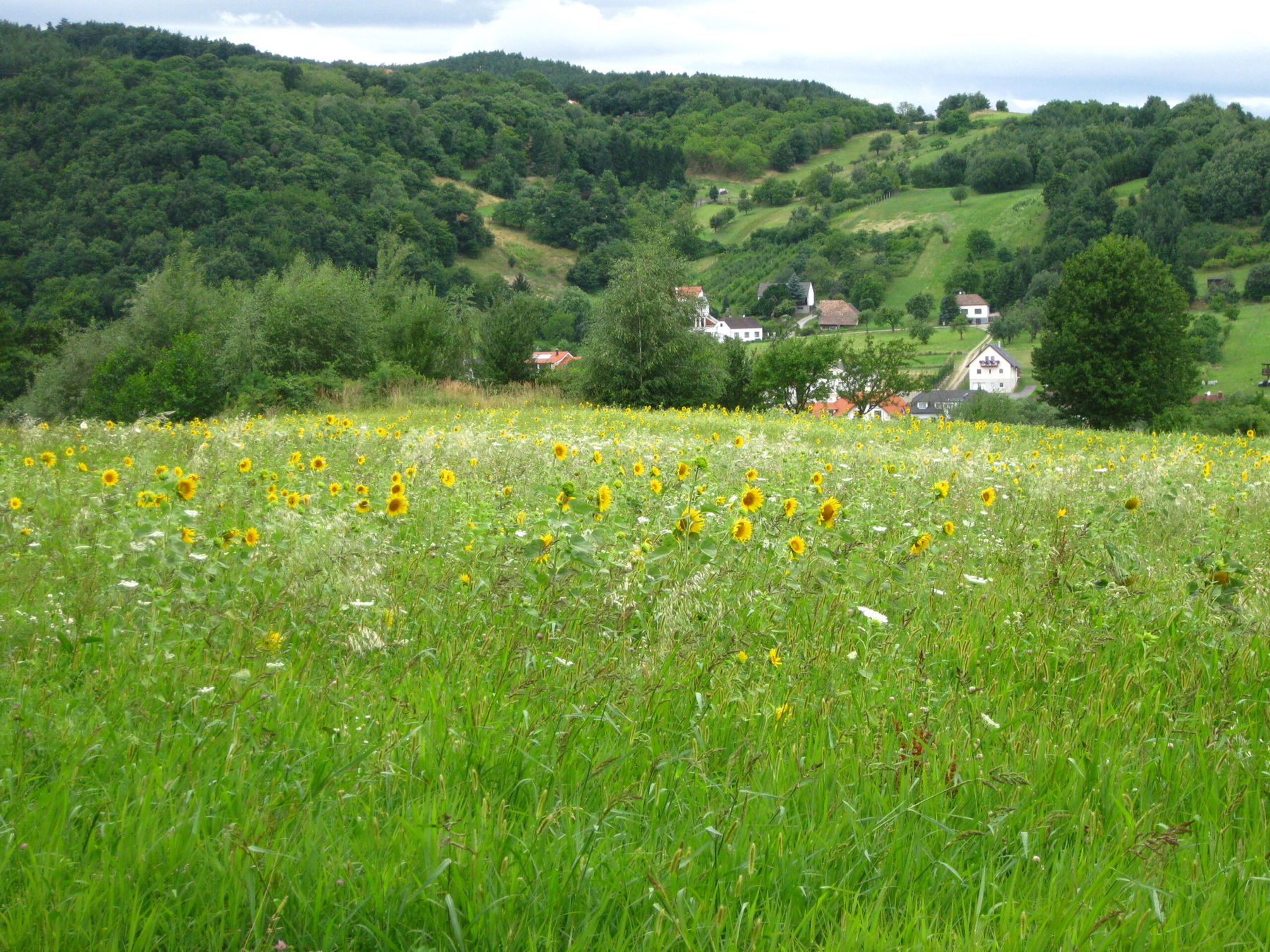 1 Natura Trail „Vom Rosaliengebirge zum Neusiedler See“ Etappe 1