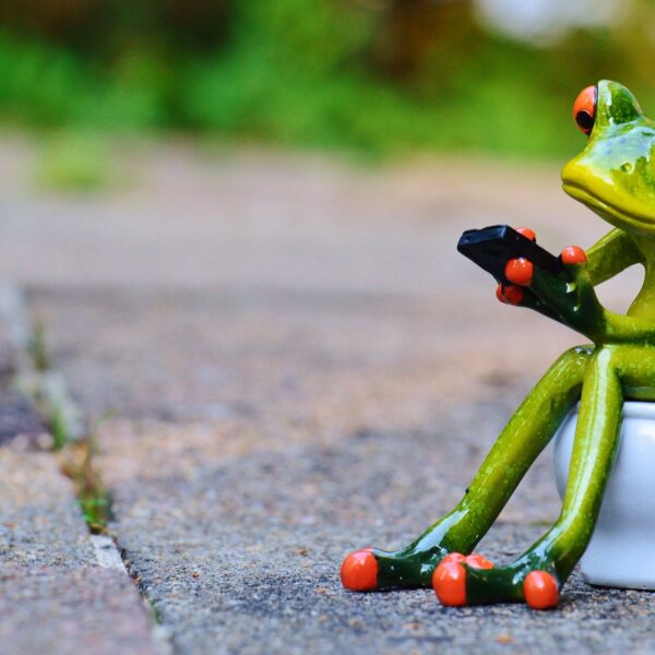 Frosch am Wc